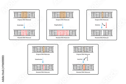 Mutations Types Scientific Design. Vector Illustration.