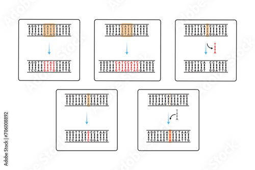 Mutations Types Scientific Design. Vector Illustration.