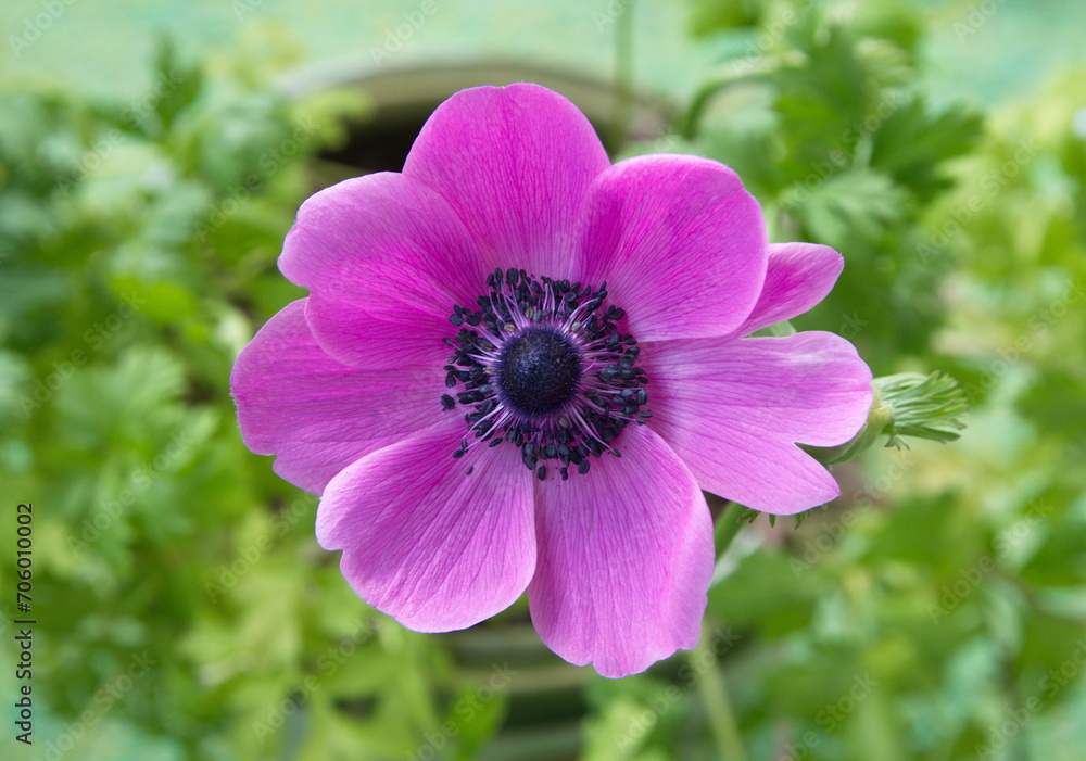 Violet- lilac, magenta anemone flower, Anemone coronaria Violet- lilac, magenta anemone flower, Anemone coronaria