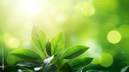 Fresh green bio background with blurred foliage, bright sunlight, and copyspace for text or ads