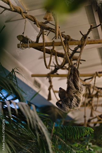 Leniwiec dwupalczasty zwisający z liny pod sufitem w ptaszarni photo