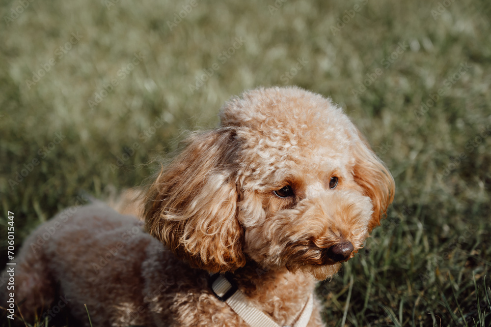portrait of cute small apricot poodle on the grass. Pet in nature