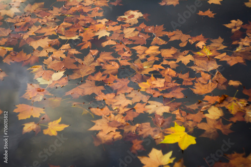 Hojas de otoño