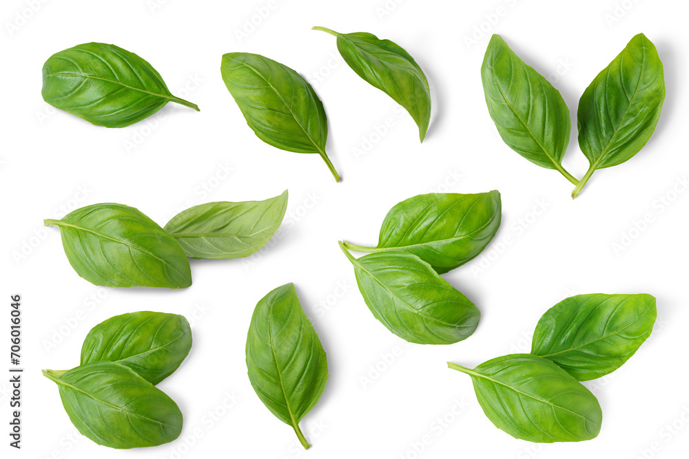 Basil leaves isolated on white, transparent background, PNG. Set, collection of different position basil green fresh leaves. Healthy eating, aromatic herb, food ingredient, spice for culinary - obrazy, fototapety, plakaty 