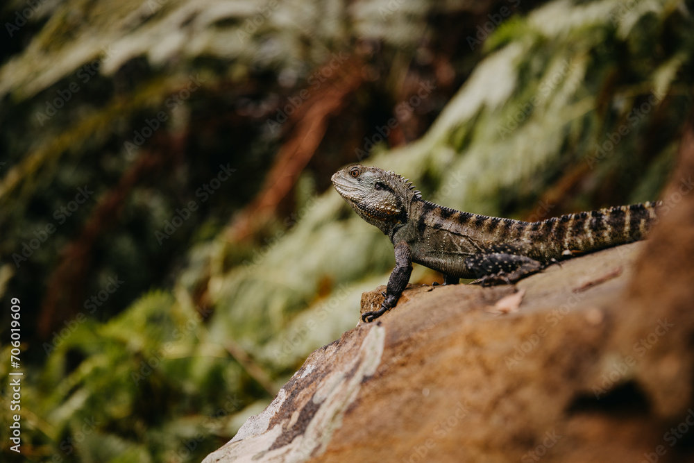 Waterdragon lizard sitting on a rock in the forest. Waterdragon lizard sitting on a rock in the forest.