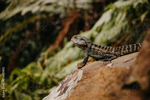 Waterdragon lizard sitting on a rock in the forest. photo