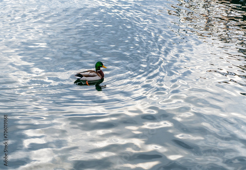 Duck And Ripples