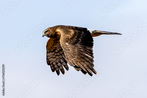 female northern harrier in flight