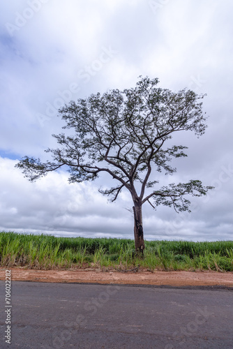 árvore na cidade de Costa Rica, Estado do Mato Grosso do Sul, Brasil photo