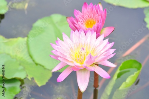Nature photograph with close-up of pink lotus water lily In pond on natural background