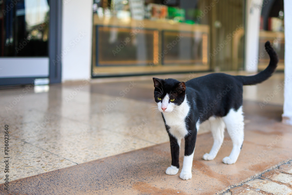 Cute black and white cat on the street. Background with selective focus and copy space