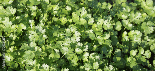 Green leaves of coriander plant in vegetables garden photo