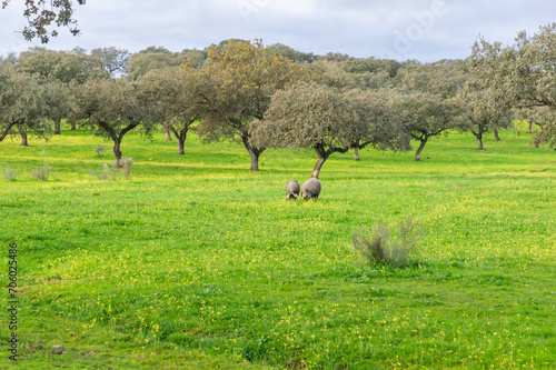Countryside Scene: Iberian Pigs Seeking Delicacies in the Floral Meadow.