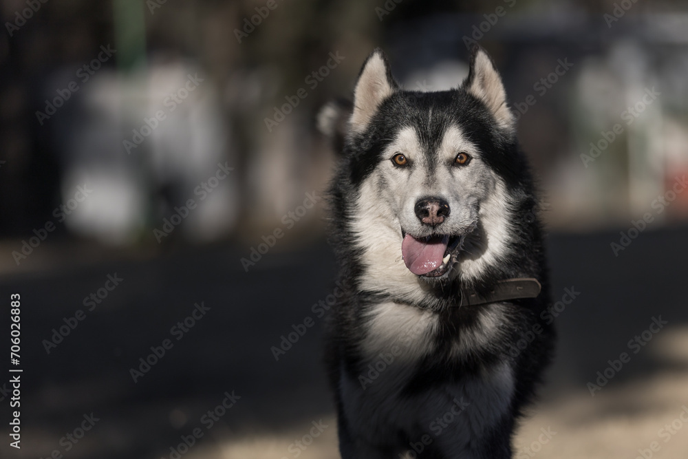 Husky dog running in a park with tongue out and background out of focus.