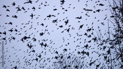 Large flock of Starlings flying through the sky together over Utah  during the winter. photo