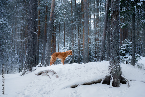A Nova Scotia Duck Tolling Retriever dog stands amidst a snow-laden forest, gazing back over its shoulder