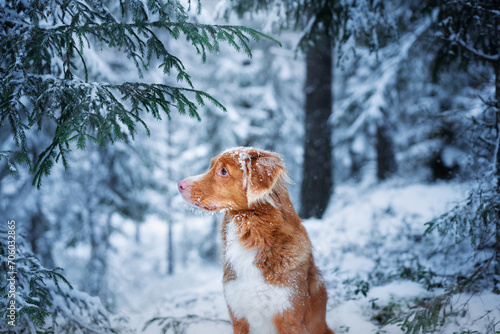A Nova Scotia Duck Tolling Retriever dog stands amidst a snow-laden forest, gazing back over its shoulder