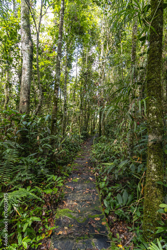 árvore na cidade de Costa Rica, Estado do Mato Grosso do Sul, Brasil