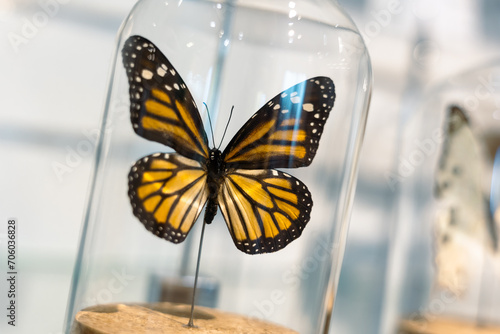 a specimen of butterfly in glass container
