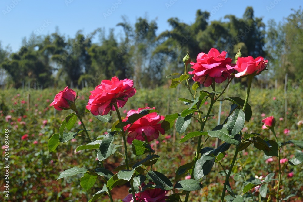 field of rose in the countryside