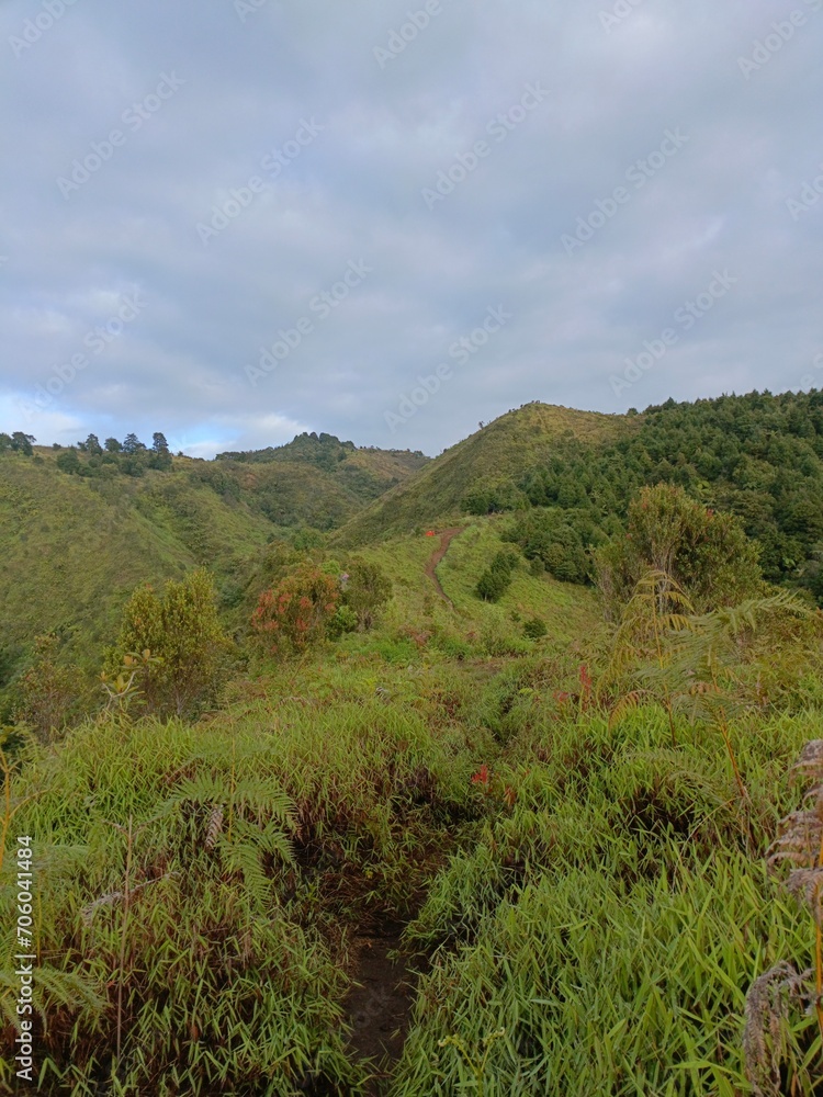 View of the small road at the top of the mountain with views of green trees and plants. View of plants and trees on the mountain taken from the top of the mountain. A small dirt road that is on a high