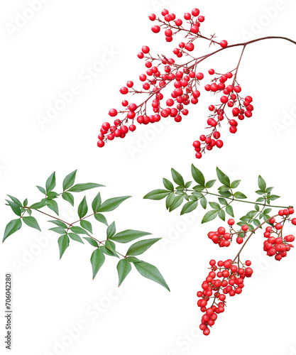 ナンテンの実とは1月撮影