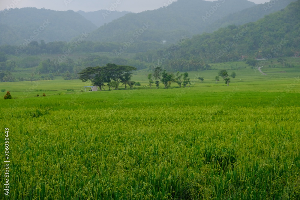 panorama of green paddy field and foggy mountainous. lush rice field. 