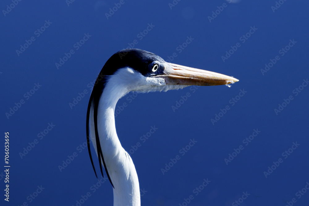 Garça Real Europeia em detalhes minuciosos na lagoa de Guaratiba - Maricá - RJ Garça Real Europeia em detalhes minuciosos na lagoa de Guaratiba - Maricá - RJ