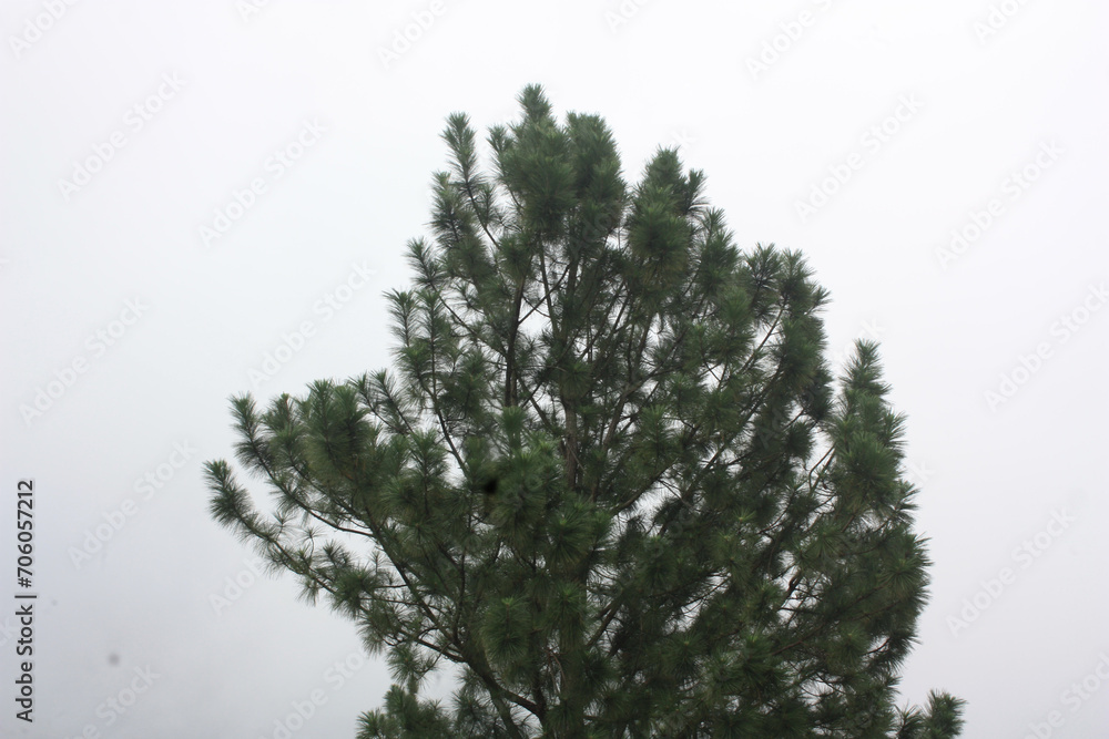 snow covered pine tree snow covered pine tree