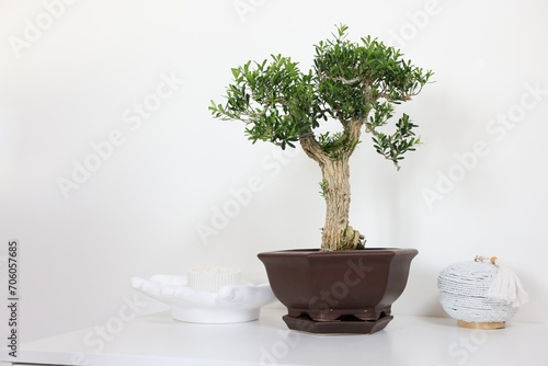 Beautiful bonsai tree in pot and decor elements on table against light wall, space for text