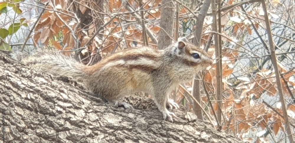 Naklejka premium 다람쥐