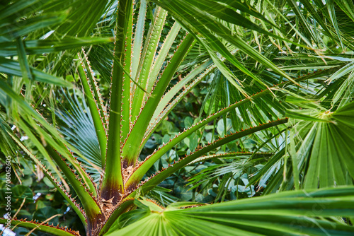 Lush Palm Frond Starburst in Tropical Garden