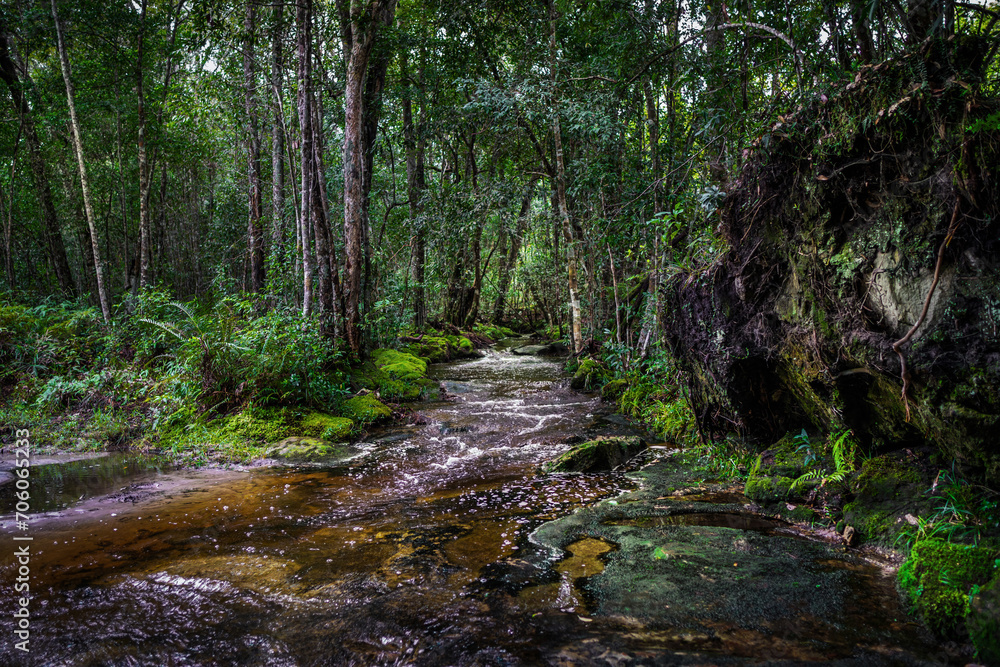 Forest at Phu Kradueng national park, Loei Province Thailand. Forest at Phu Kradueng national park, Loei Province Thailand.