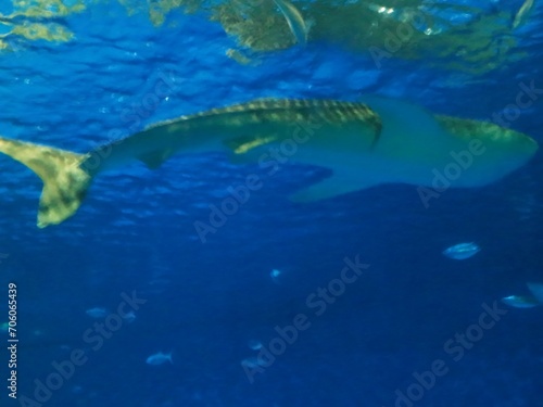 A whale shark in aquarium  Kagoshima  Japan