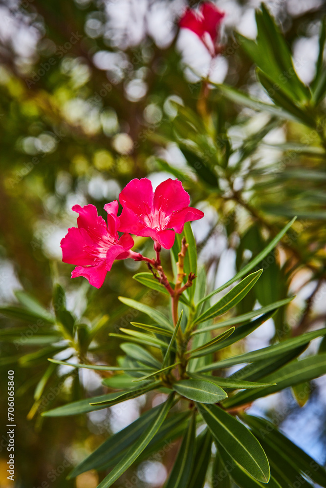 Vibrant Pink Oleander Blossoms with Soft Bokeh Background