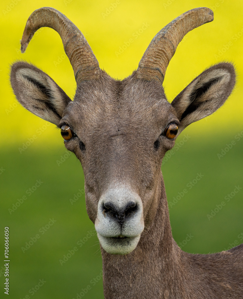 close up of a mountain sheep