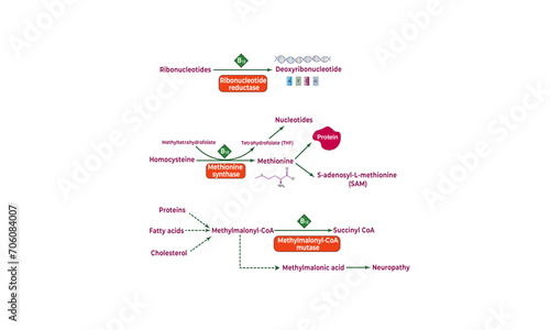 B12-dependent enzymes