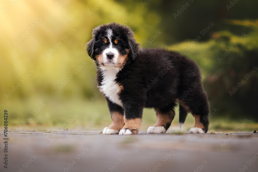 Adorable bernese mountain dog puppy Adorable bernese mountain dog puppy