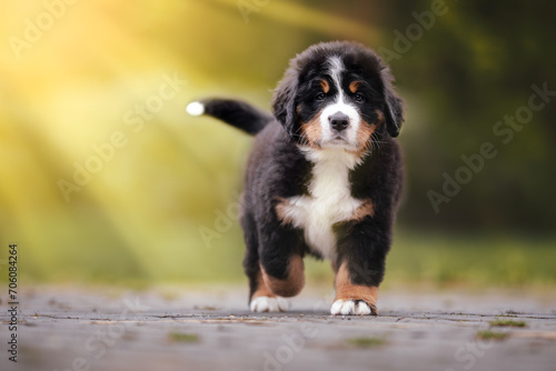 Adorable bernese mountain dog puppy