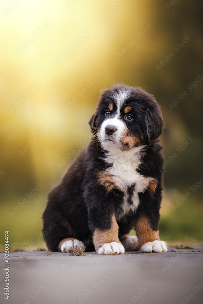 Adorable bernese mountain dog puppy