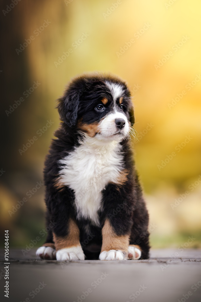 Adorable bernese mountain dog puppy Adorable bernese mountain dog puppy