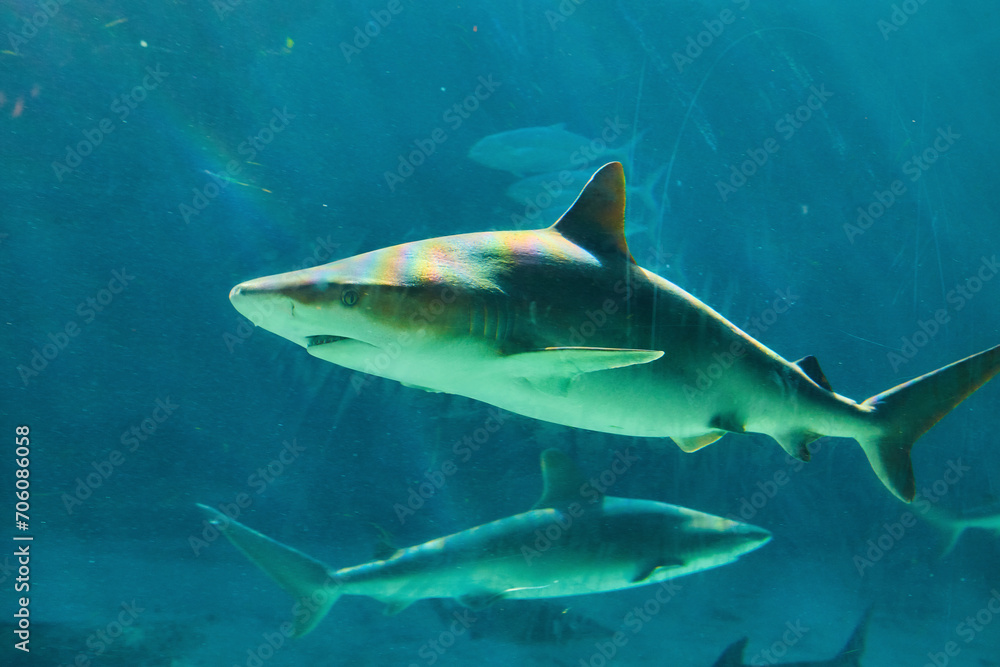Fototapeta premium Swimming Sharks in Blue Aquarium Waters with Light Play
