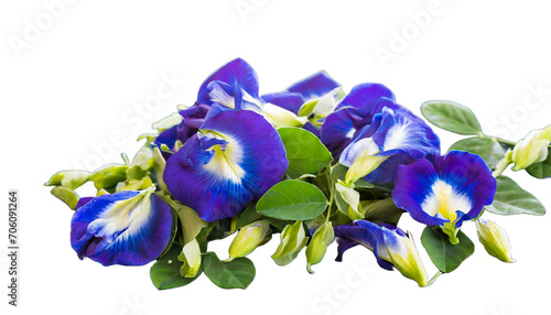 Butterfly pea flower Isolated on white © BAUK