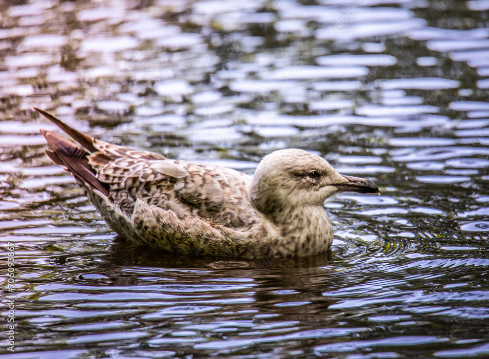 Fototapeta premium Herring Gull's Graceful Swim