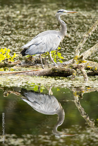 Reflecting Heron