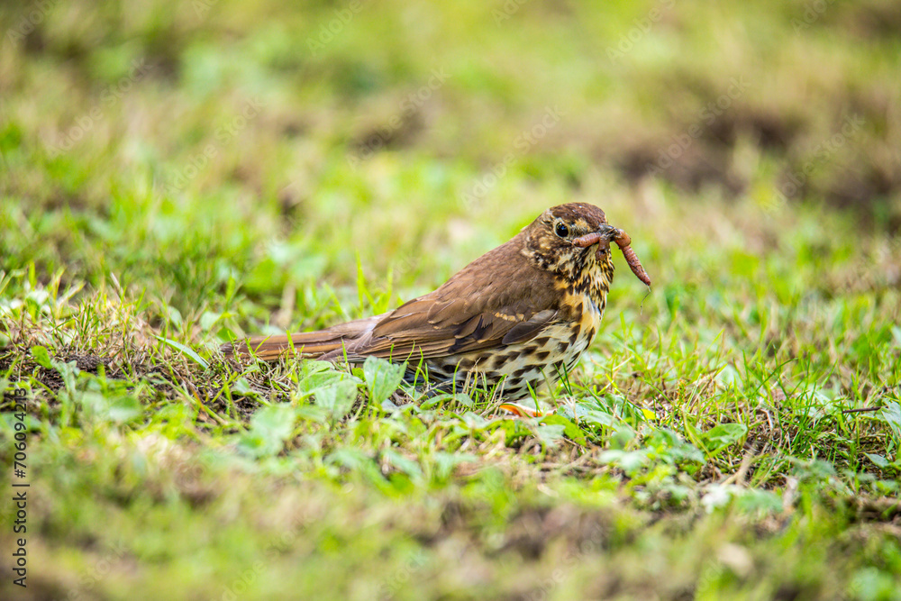 Melodic Harvest of a Song Thrush Melodic Harvest of a Song Thrush