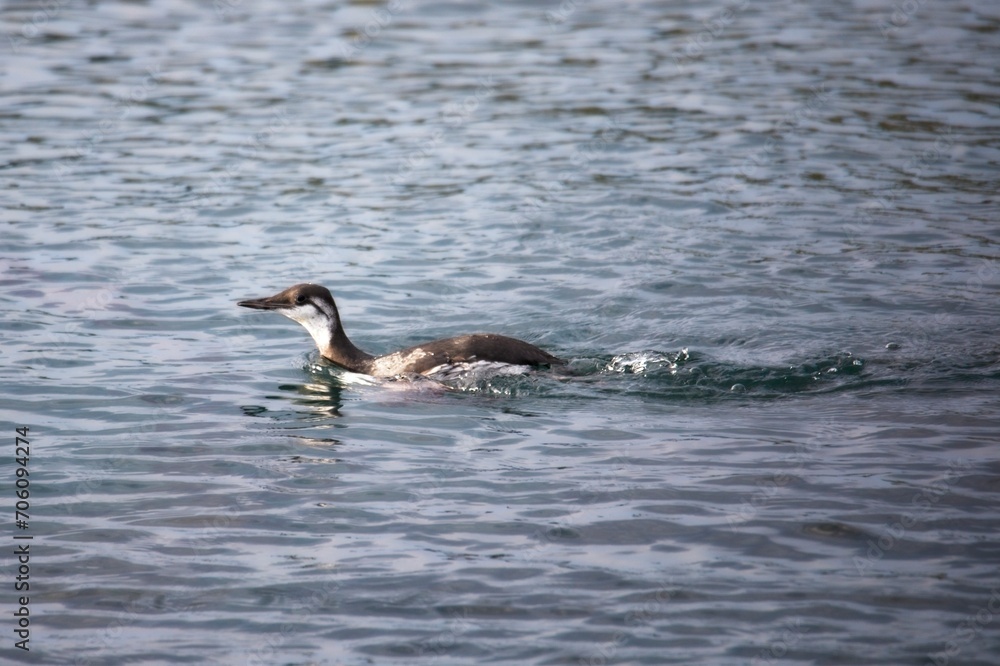 Common Loon Gliding on Calm Waters Common Loon Gliding on Calm Waters