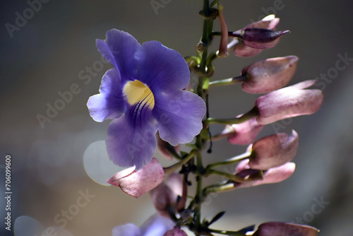 purple orchid flower close up