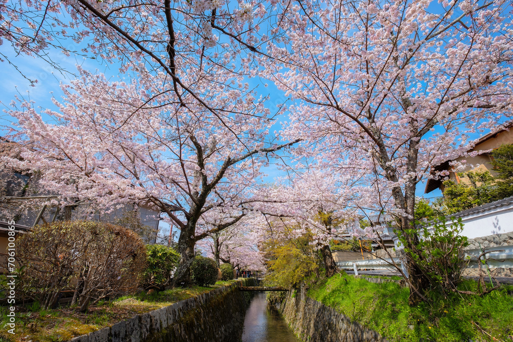 The Philosopher's Path is a stone path through the northern part of Kyoto's Higashiyama district. The path follows a canal which is lined by hundreds of cherry trees