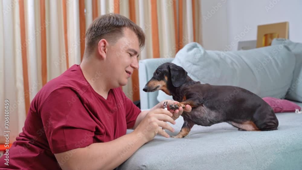 Perfectionist man with pleasure trims nails of elderly dachshund dog, admires its paws, smiles, kisses his beloved pet Childfree owner takes tender care of dog, overprotectiveness, excess tenderness Perfectionist man with pleasure trims nails of elderly dachshund dog, admires its paws, smiles, kisses his beloved pet Childfree owner takes tender care of dog, overprotectiveness, excess tenderness